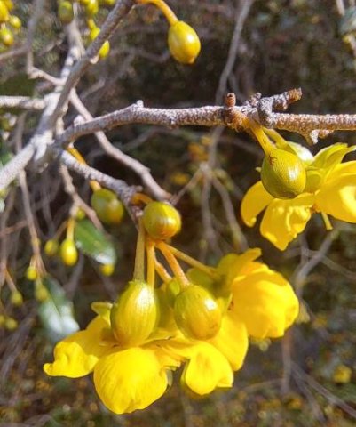 Ochna serrulata buds and flowers